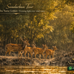 Sundarban Tour When the Delta Turns Golden - Evening light over tidal water
