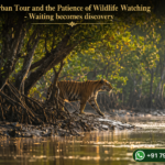 Sundarban Tour and the Patience of Wildlife Watching - Waiting becomes discovery